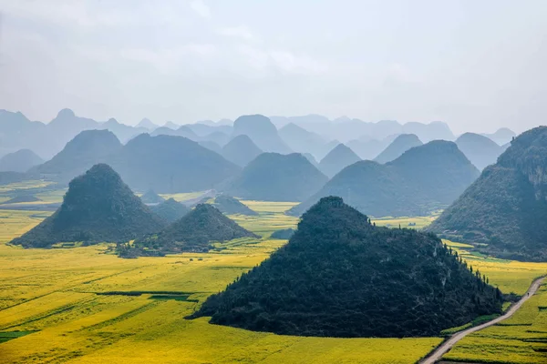 Canola flower Luoping Rooster under the peak — Stock Photo, Image