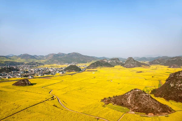 Canola flor Luoping Galo sob o pico — Fotografia de Stock