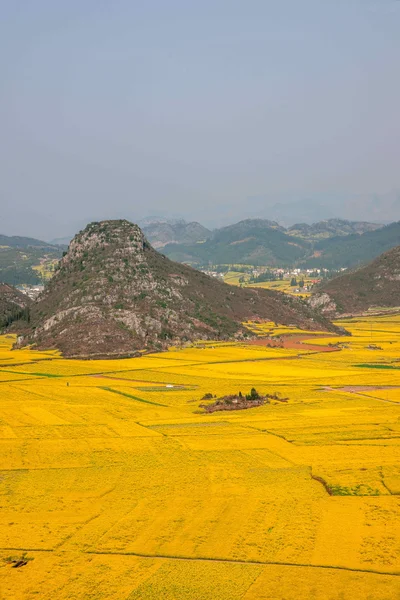 Canola flor Luoping Galo sob o pico — Fotografia de Stock