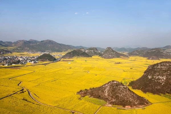 Canola λουλούδι Luoping κόκορας κάτω από την κορυφή — Φωτογραφία Αρχείου