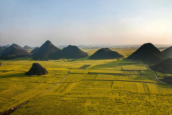 Canola flower Luoping Rooster under the peak — Stock Photo, Image