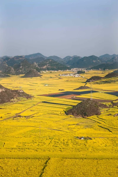 Fiore di canola Gallo Luoping sotto la vetta — Foto Stock