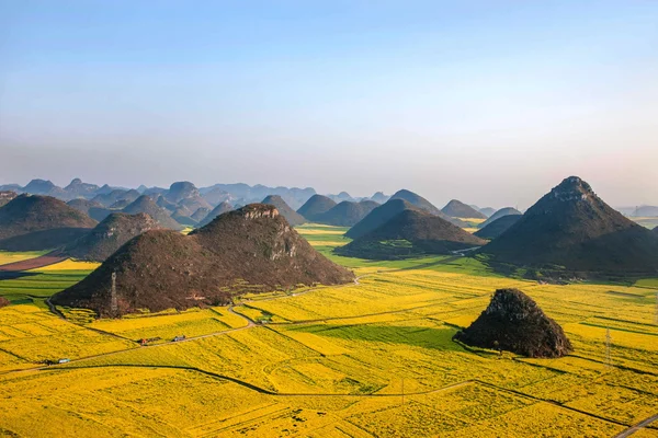 Fiore di canola Gallo Luoping sotto la vetta — Foto Stock