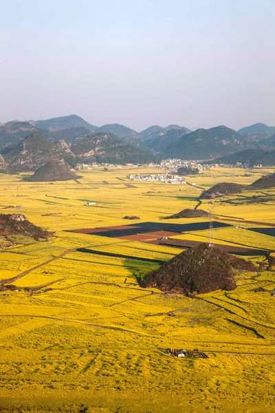 Fiore di canola Gallo Luoping sotto la vetta — Foto Stock