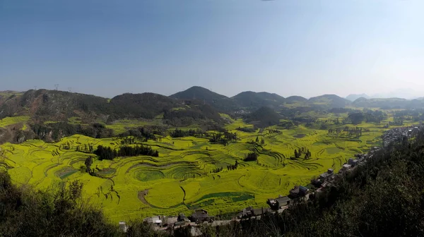 Fiore di canola Gallo Luoping sotto la vetta — Foto Stock