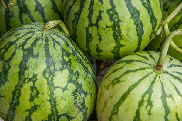 Wassermelone — Stockfoto