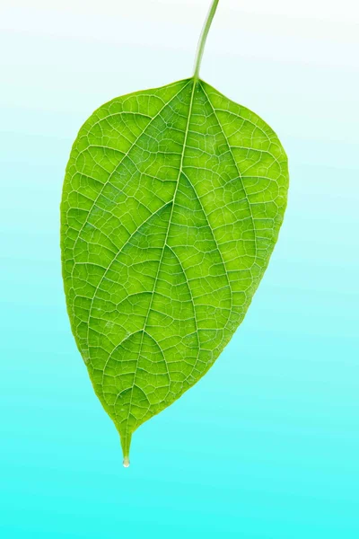 Leaf under the sun — Stock Photo, Image