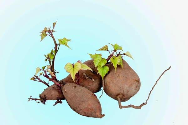 Sementes germinantes de batata-doce — Fotografia de Stock