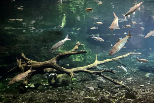 台北、台湾海底世界 — ストック写真