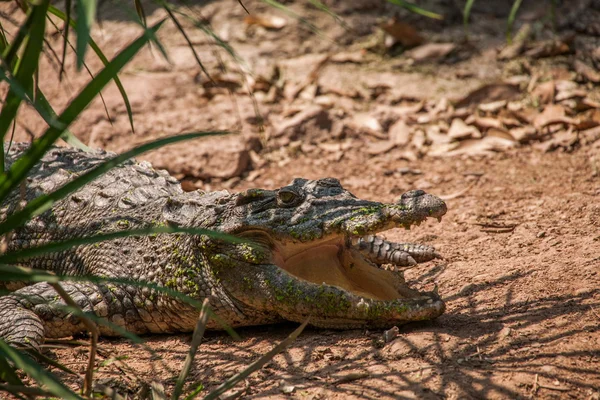 Chongqing crocodile crocodile pool center — Stock Photo, Image