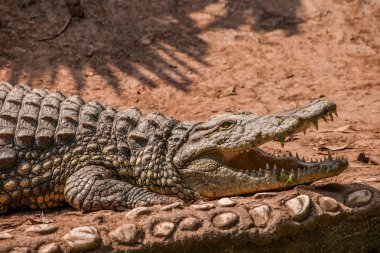 Chongqing crocodile crocodile pool center clipart