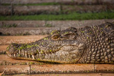 Chongqing crocodile crocodile pool center clipart