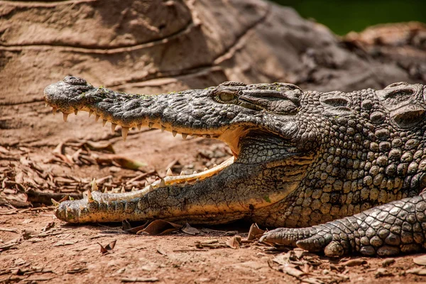 Крокодиловый крокодиловый центр Чунцина — стоковое фото