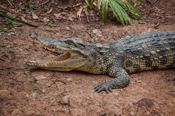 Chongqing crocodile crocodile pool center — Stock Photo, Image