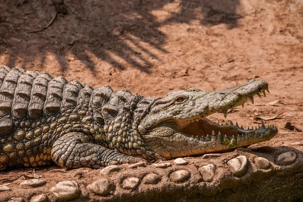 Chongqing crocodilo crocodilo piscina centro — Fotografia de Stock