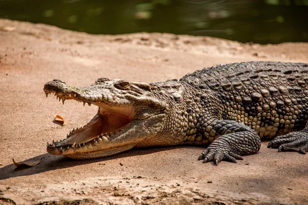 Chongqing krokodil krokodil zwembad centrum — Stockfoto