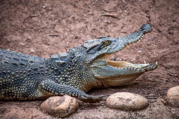 Chongqing crocodile crocodile pool center — Stock Photo, Image