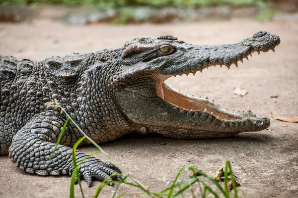 Chongqing crocodilo crocodilo piscina centro — Fotografia de Stock