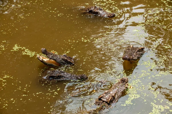 Chongqing crocodilo crocodilo piscina centro — Fotografia de Stock