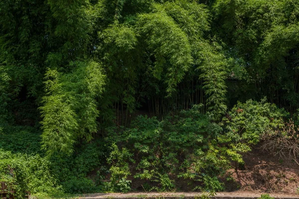 O resultado líquido templo de bambu HECHUAN Templo — Fotografia de Stock