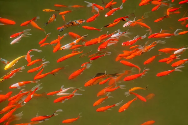 重慶有名な風光明媚な山谷ブラックキャニオン金魚池 — ストック写真