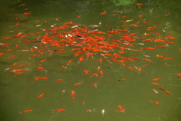 重慶有名な風光明媚な山谷ブラックキャニオン金魚池 — ストック写真