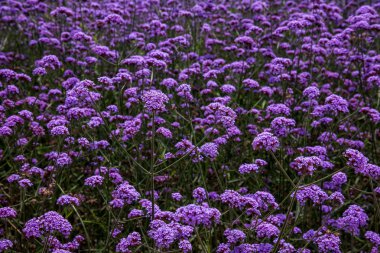 Kunming çiçek Expo