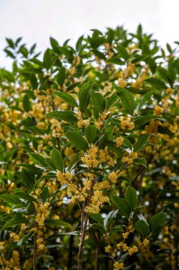 Kunming Expo osmanthus kokusu