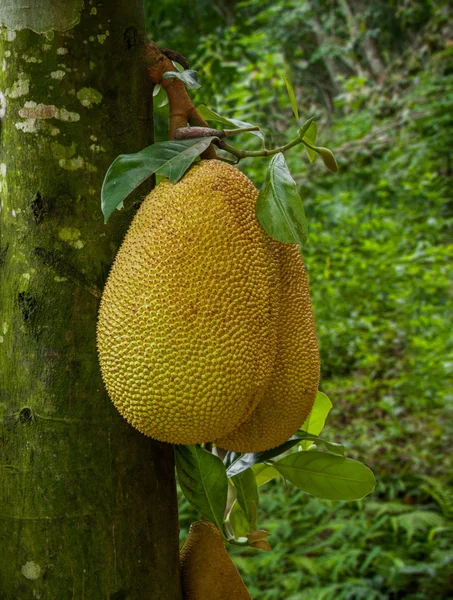 Xishuangbanna Xiaoganlanba jackfruit drzewa — Zdjęcie stockowe