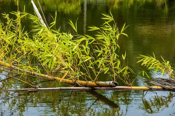 Сишуанбанна Дай Парк Сяоганланба выращивает бамбук в воде — стоковое фото