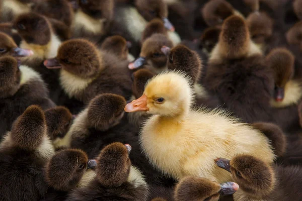 Xishuangbanna Ganlanba vender patitos — Foto de Stock