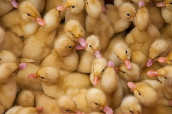 Xishuangbanna Ganlanba sell ducklings — Stock Photo, Image