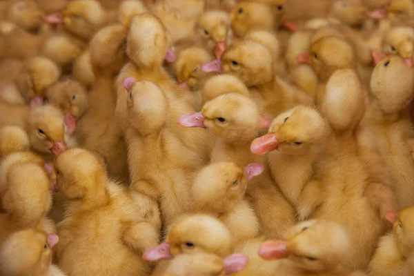 Xishuangbanna Ganlanba sell ducklings — Stock Image Xishuangbanna Ganlanba sell ducklings Stock Picture