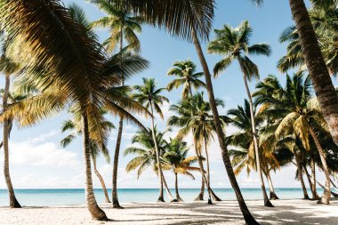palm trees on the beach. Saona Island, Dominican Republic