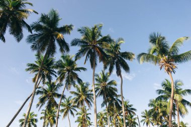 Tropikal bir ülkede mavi gökyüzünün arka planında birçok tropikal palmiye