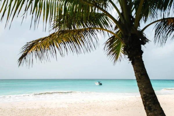 Φοινικόδεντρο Φόντο Τυρκουάζ Θάλασσα Της Καραϊβικής Στο Νησί Της Saona — Φωτογραφία Αρχείου