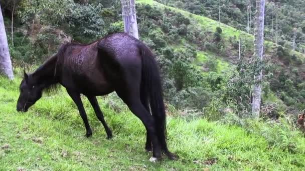 Kuda Cokelat Gelap Merumput Gratis Bukit Hutan Hutan Kolombia Dari — Stok Video