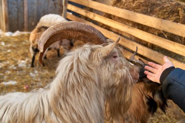 Çeşitli hayvanlar için çocuk odası. Koçbaşını besle.