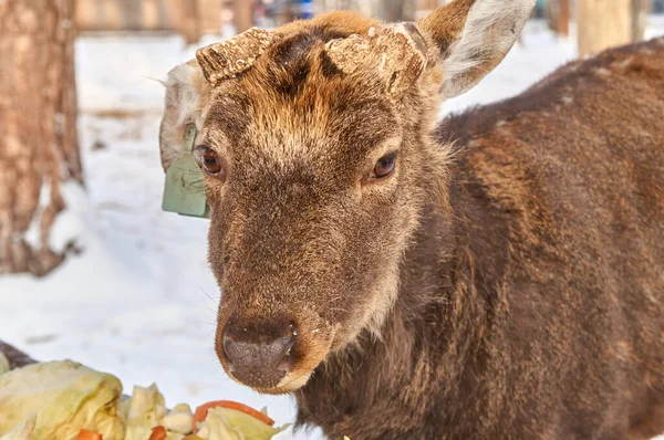 feeding the deer in nursery for various animals.