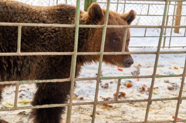 Kafesteki ayı. Çeşitli hayvanlar için çocuk odası.