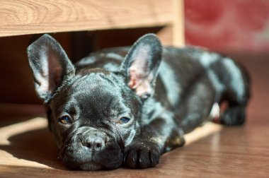 Fransız bulldog yerde yatıyor. Şirin siyah köpek.