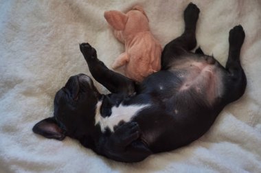 Fransız bulldog yastığa uzanır ve oyuncak domuzla oynar. Şirin siyah köpek.