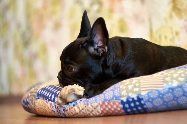 Francia Bulldog Párnán Fekszik Friss Húst Eszik Cuki Fekete Kutya — Stock Fotó