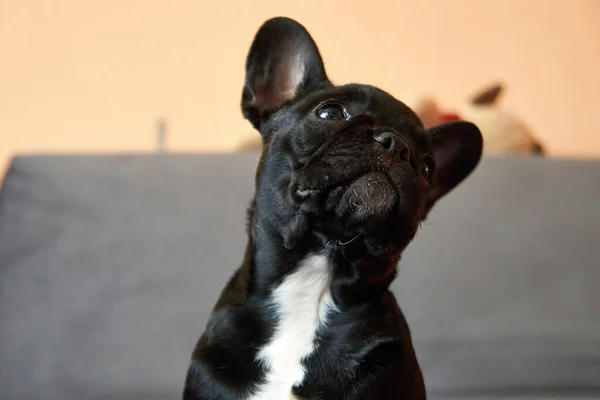 Francia Bulldog Kanapén Cuki Fekete Kutya — Stock Fotó