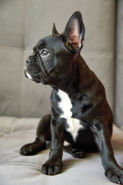 Francia Bulldog Kanapén Cuki Fekete Kutya — Stock Fotó
