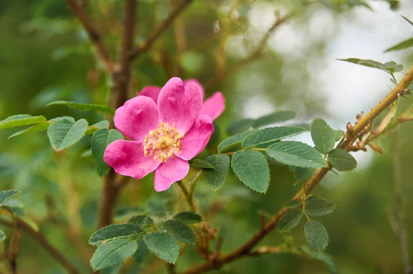 Nypon Blommor Bush Vid Tidpunkten Blomningen — Stockfoto