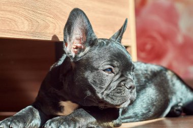 Fransız bulldog yerde yatıyor. Şirin siyah köpek.