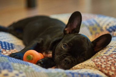 Fransız bulldog yastığa uzanır ve oyuncak havuçla oynar. Şirin siyah köpek.