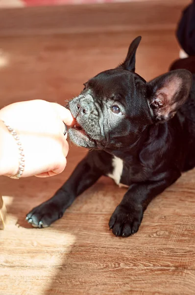Francia Bulldog Játszik Lány Kezét Cuki Fekete Kutya — Stock Fotó