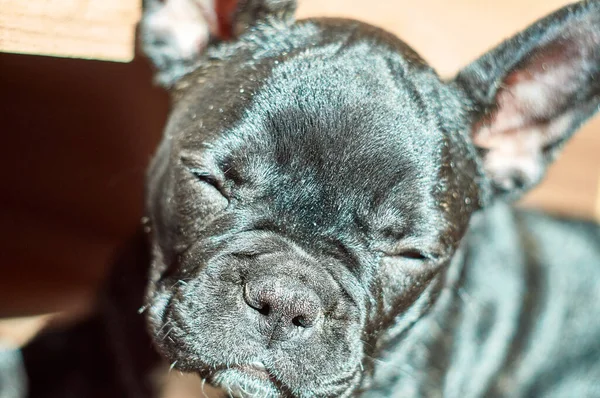 Bulldog Francês Deitado Chão Cão Preto Bonito — Fotografia de Stock